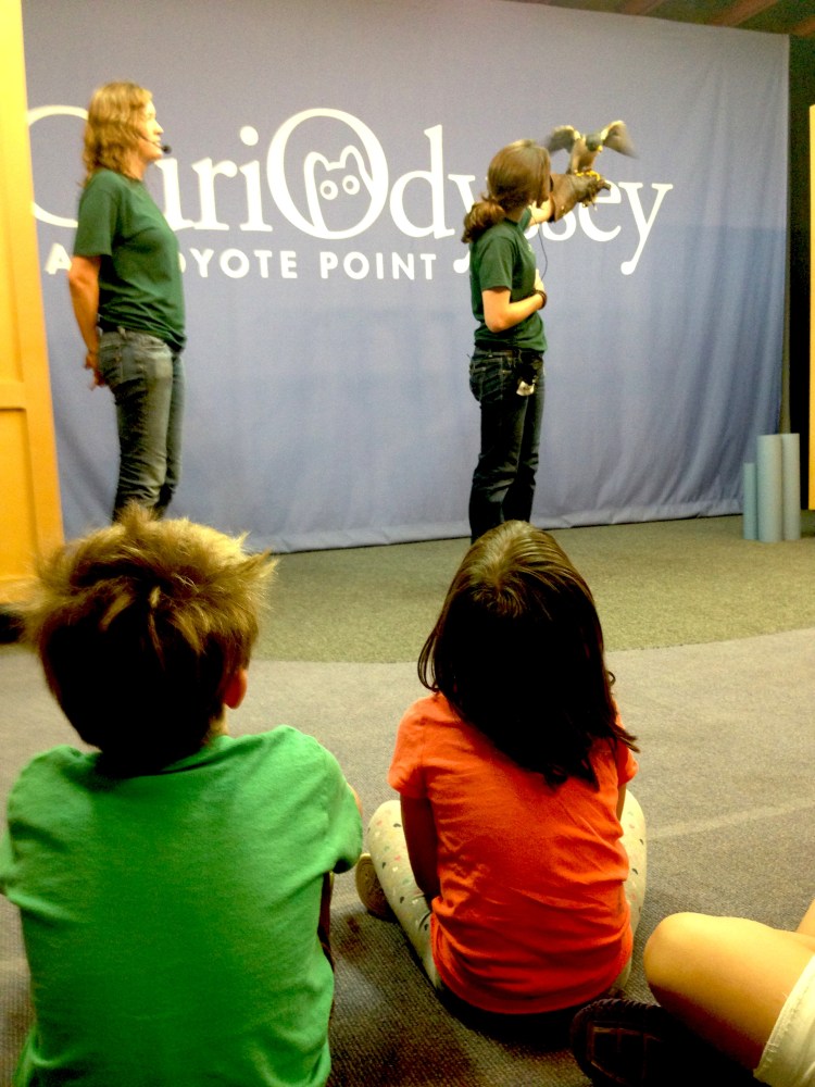 Peregrine Falcon at the animal show. 