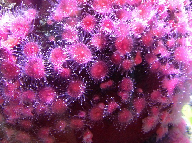 I love these cute little Strawberry Anenome